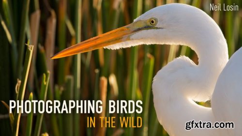 Photographing Birds in the Wild
