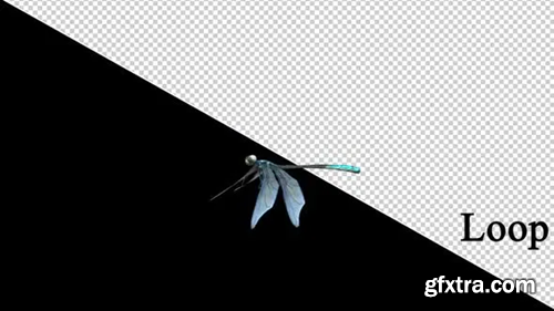 Videohive Dragonfly 29713518