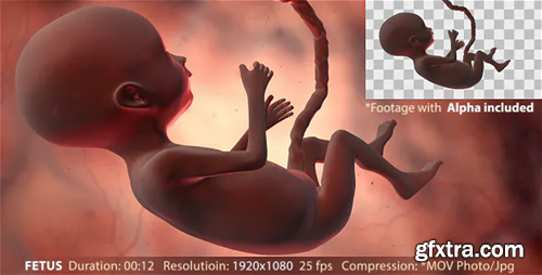 Videohive Fetus 20202351