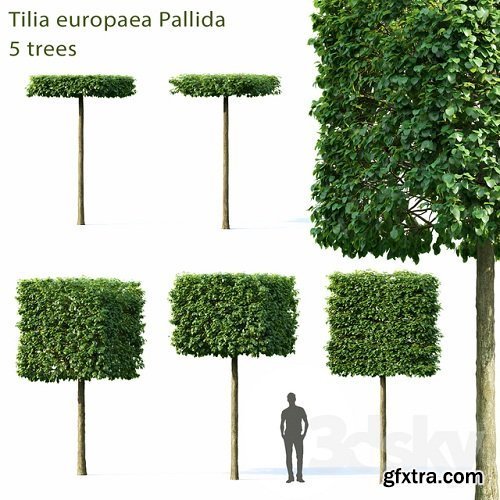Lime-tree European Pallida # 1