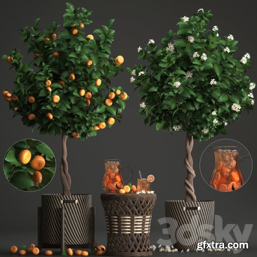 Plant collection 267. Citrus mandarin