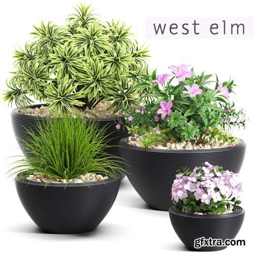 Plants 54 3D Model