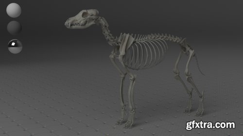 Wolf Skeleton