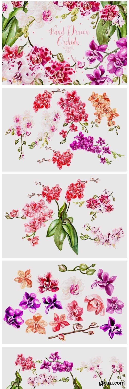Hand Drawn Watercolor Orchids 320529