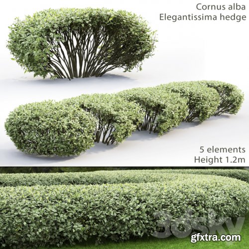 Derain white Elegantissima | Cornus Alba Elegantissima hedge # 1