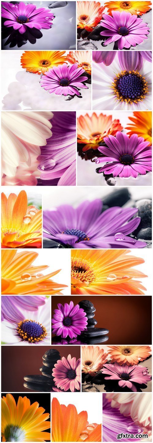 Fiori in acqua - Gerbera - Set of 17xUHQ JPEG Professional Stock Images