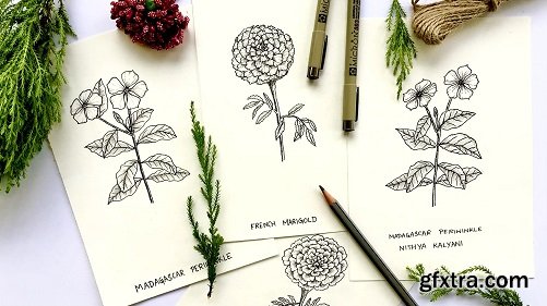 Learn to draw Flowers: French Marigold + Madagascar Periwinkle
