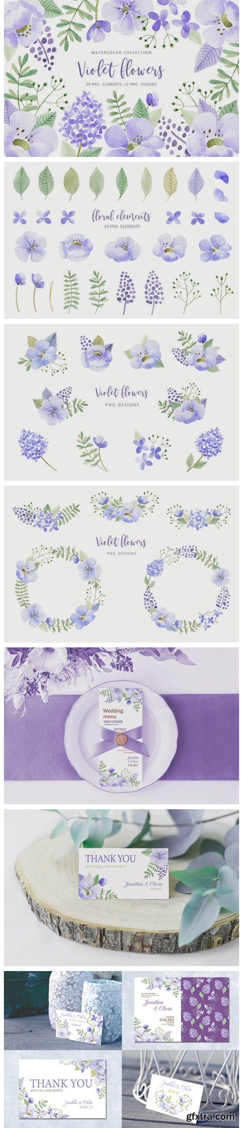 Violet Flowers 11623120