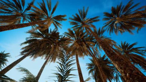Videohive - Palm Trees at Sunset Light and Sky - 32338778