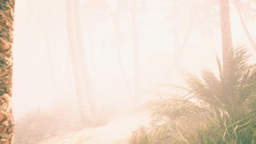 Videohive - Coconut Palms in Deep Morning Fog - 32338805