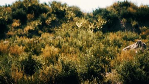 Videohive - Beach Dunes with Long Grass - 32339136