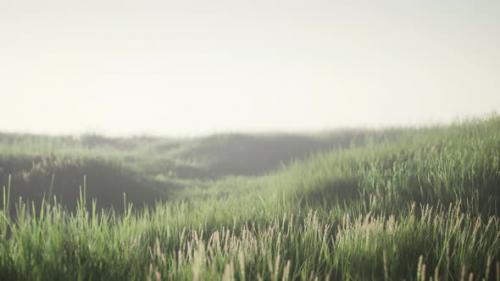 Videohive - Green Field with Tall Grass in the Early Morning with Fog - 32339143