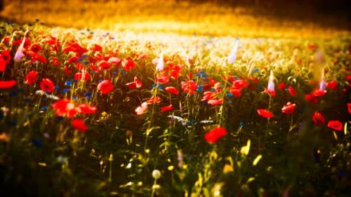 Videohive - Sunset in the Wild Flower Field - 32339227