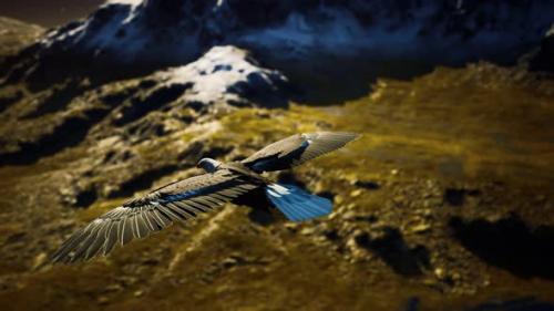 Videohive - Slow Motion American Bald Eagle in Flight Over Alaskan Mountains - 32339313