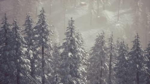 Videohive - Winter Snow Covered Cone Trees on Mountainside - 32339361