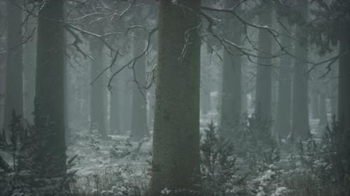 Videohive - Winter Snowcovered Forest on a Cloudy Day - 32339367
