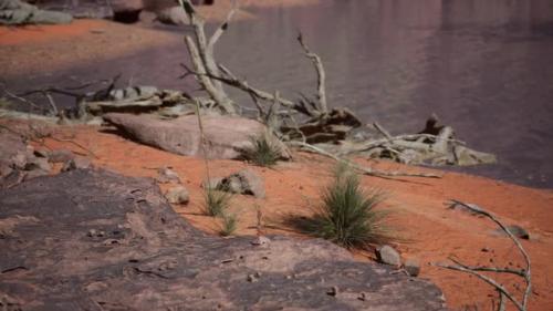 Videohive - Trees Near Colorado River in Grand Canyon - 32339404