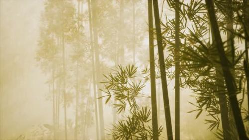 Videohive - Asian Bamboo Forest with Morning Fog - 32339550