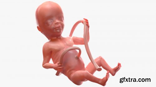 Turbosquid - 3D Human Fetus at 20 Weeks