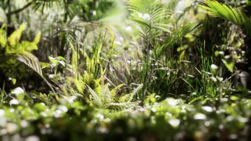 Videohive - Close Up Jungle Grass and Plants - 32496657