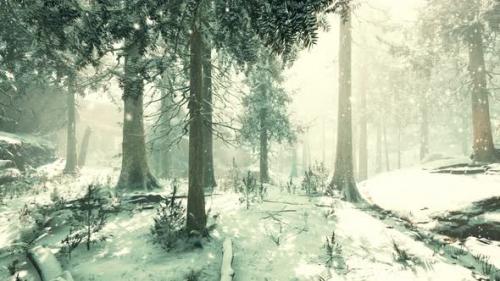 Videohive - Heavy Snowstorm in Conifer Forest - 32496696