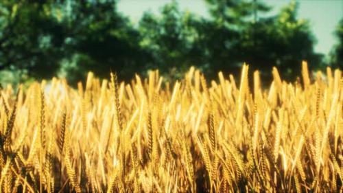 Videohive - Scene of Sunset or Sunrise on the Field with Young Rye or Wheat in the Summer - 32496727