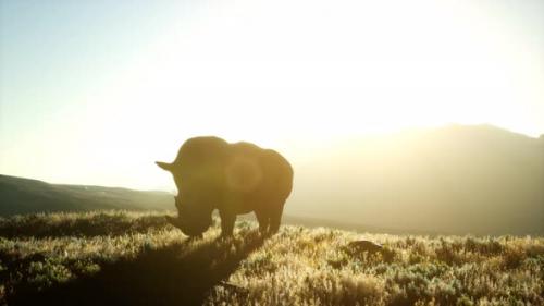 Videohive - Rhino Standing in Open Area During Sunset - 32496733