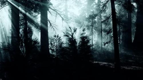 Videohive - Black Tree Trunk in a Dark Pine Tree Forest - 32496750