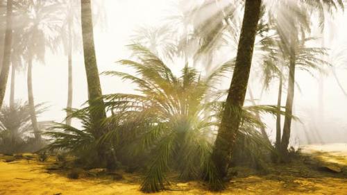 Videohive - Coconut Palms in Deep Morning Fog - 32496781
