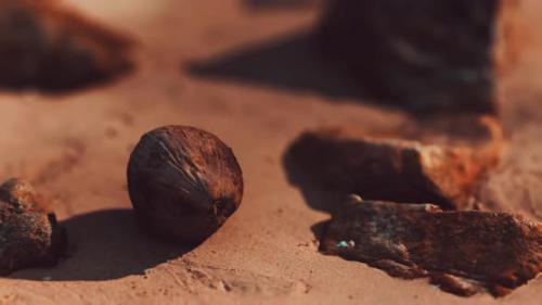 Videohive - Coconut on Sand Beach at Sunset - 32497556