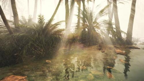 Videohive - Coconut Palms in Deep Morning Fog - 32550332