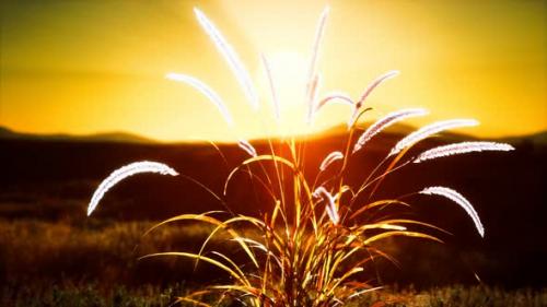 Videohive - Wild Flowers on Hills at Sunset - 32550658