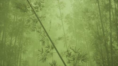 Videohive - Asian Bamboo Forest with Morning Fog - 32551127