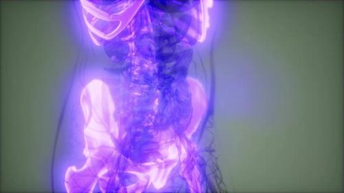Videohive - Transparent Human Body with Visible Bones - 32551355
