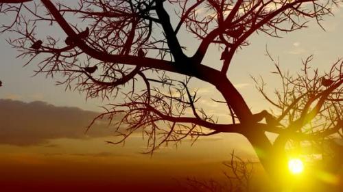 Videohive - Sunset Tree and Birds Close Up - 32566898