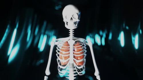 Videohive - Heart Pumbing Blood in a Skeleton Representation - 32579983