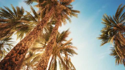 Videohive - Palm Trees at Sunset Light and Sky - 32700708