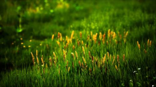 Videohive - Field with Green Grass and Wild Flowers at Sunset - 32700809
