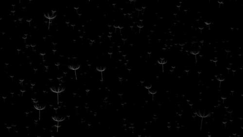 Videohive - Flying dandelions on black background. Animation - 32693265