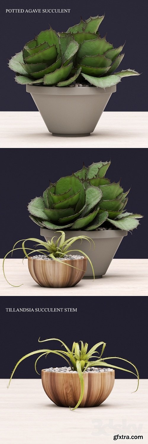 Succulents Plant 3d Model