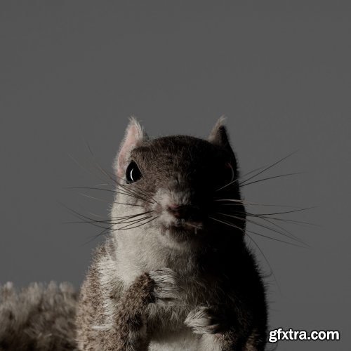 Gumroad - Create Fur with Cinema 4D (Beginner)