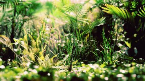 Videohive - Close Up Jungle Grass and Plants - 32782425