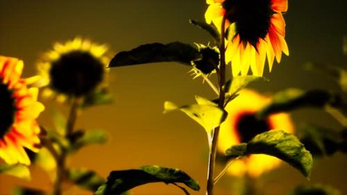 Videohive - Big Beautiful Sunflowers at Sunset - 32782437