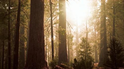Videohive - Giant Sequoias in Redwood Forest - 32782455