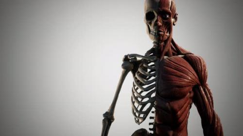 Videohive - Muscular and Skeletal System of Human Body - 32902526
