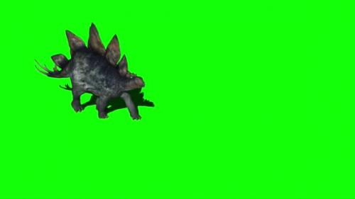 Videohive - Stegosaurus Dinosaur Walking On Green Screen 2 - 32872650