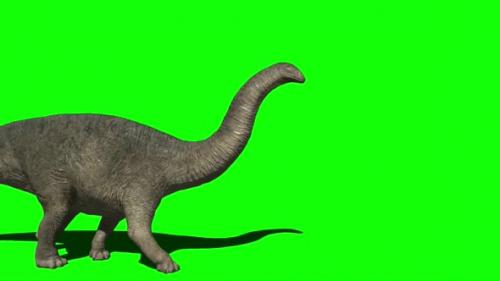 Videohive - Apatosaurus Dinosaur Walking On Green Screen 1 - 32892557
