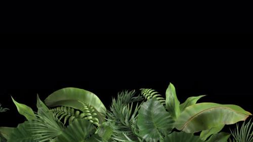Videohive - Tropical Plants Moving in the Wind in a Loop Animation with Alpha Channel - 32936549