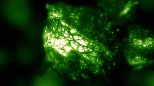Videohive - Macroscopic Energy Solar-to-Fuel Green Cyanobacterium Cell Loop Background - 33033380