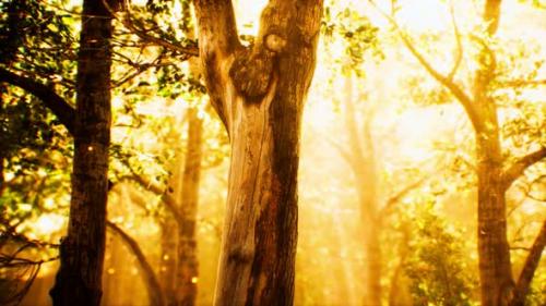 Videohive - Rays of Sunlight in a Misty Forest in Autumn - 32989976